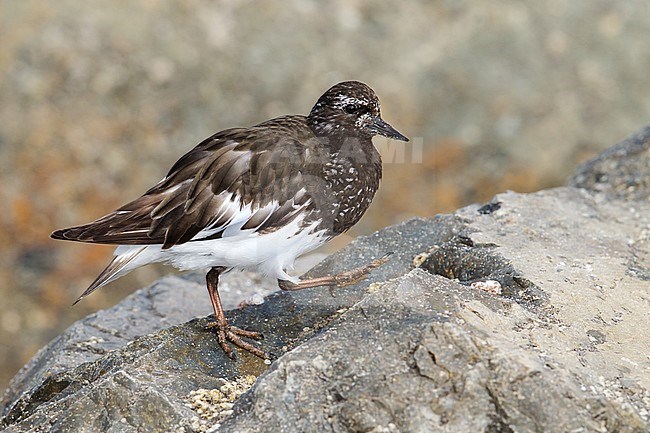 Adult breeding
Ventura Co., CA
August 2013 stock-image by Agami/Brian E Small,