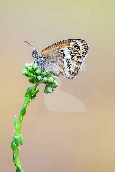 Dusky Heath, Coenonympha dorus stock-image by Agami/Wil Leurs,