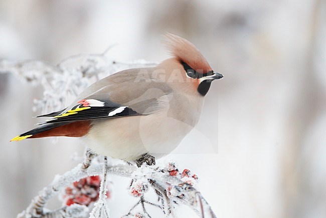 Pestvogel; Bohemian Waxwing stock-image by Agami/Markus Varesvuo,