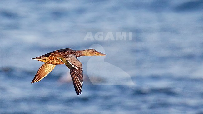 Northern Shoveler (Anas clypeata) in Finland during autumn migration. stock-image by Agami/Markus Varesvuo,