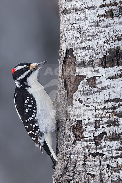 Hairy Woodpecker (Dryobates villosus) Perched on the side of a trunck in Minnesota stock-image by Agami/Dubi Shapiro,