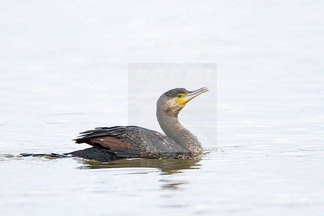 Common Great Cormorant - Kormoran - Phalacrocorax carbo ssp. sinensis, Germany stock-image by Agami/Ralph Martin,