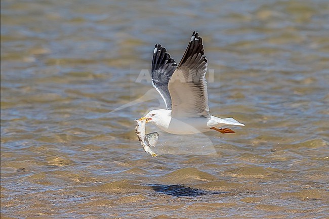 Adult Lesser Black-backed Gull, Larus ( fuscus ) graellsii flying and trying to swallow a fish in Nouadhibou, Mauritania. stock-image by Agami/Vincent Legrand,