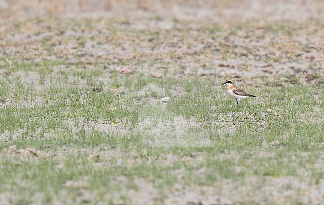 Adult male Greater Sand Plover (Charadrius leschenaultii leschenaultii) in summer plumage on the steppes of Mongolia. stock-image by Agami/Dani Lopez-Velasco,