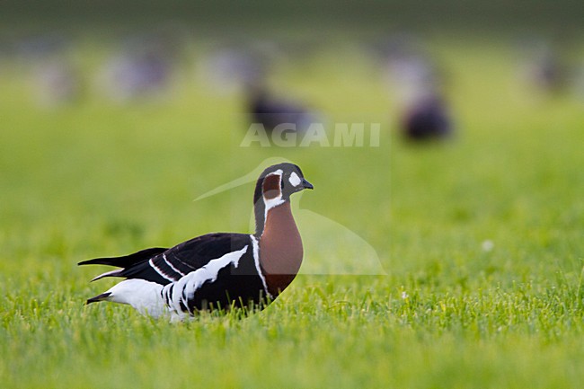 Roodhalsgans in weiland, Red-breasted Goose in meadow stock-image by Agami/Menno van Duijn,