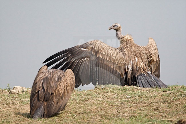 Zonnende Sneeuwgier; Sun bathing Himalayan Vulture stock-image by Agami/Marc Guyt,