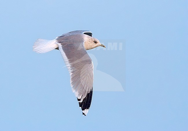 Common Gull (Larus canus) adult winter in flight stock-image by Agami/Marc Guyt,