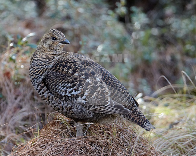Vrouwtje Korhoen op de grond; Female Black Grouse perched on the ground stock-image by Agami/Markus Varesvuo,