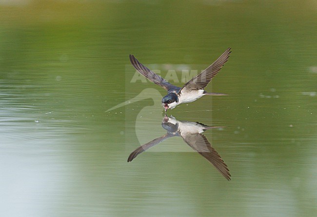 Drinking and foraging adult Common House Martin (Delichon urbicum) on a very hot weather summer day, skimming water surface by flying fast and very low with its bill wide open. Surface of the water is very smooth and calm and creating a reflection and mirror image of the bird. stock-image by Agami/Ran Schols,