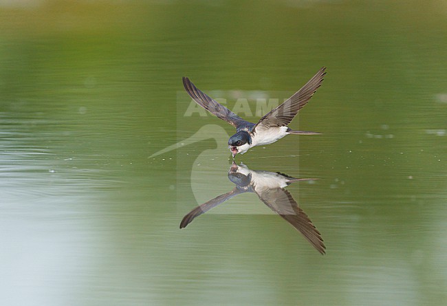 Drinking and foraging adult Common House Martin (Delichon urbicum) on a very hot weather summer day, skimming water surface by flying fast and very low with its bill wide open. Surface of the water is very smooth and calm and creating a reflection and mirror image of the bird. stock-image by Agami/Ran Schols,