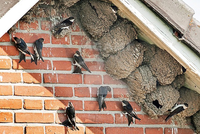 Common House Martins (Delichon urbicum) near their nests in a colony under the roof of Johannes Visgemaal in Dordrecht, Netherlands. stock-image by Agami/Hans Gebuis,