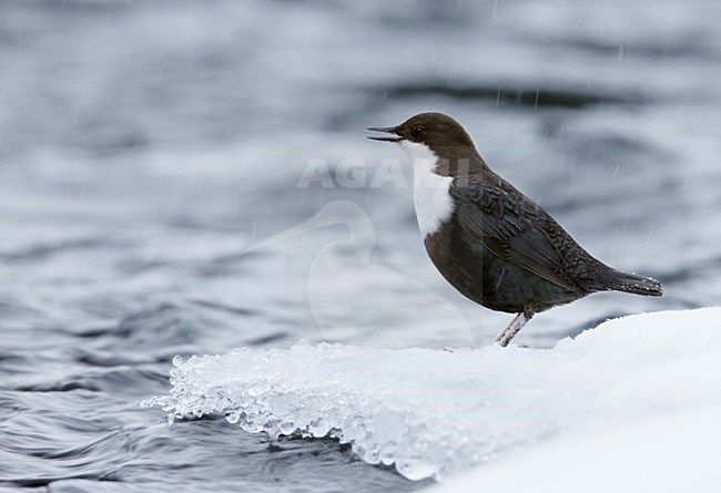 Waterspreeuw in de sneeuw; White-throated Dipper in the snow stock-image by Agami/Markus Varesvuo,