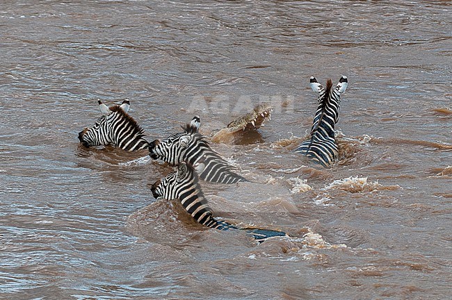 A Nile crocodile, Crocodilus niloticus, attacking a plains zebra, Equus quagga, crossing the Mara River. Mara River, Masai Mara National Reserve, Kenya. stock-image by Agami/Sergio Pitamitz,