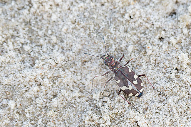 Cicindela maritima - Küsten-Sandlaufkäfer, Germany (Hamburg), imago stock-image by Agami/Ralph Martin,