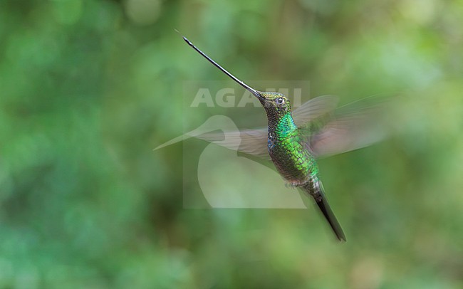 Sword-billed Hummingbird (Ensifera ensifera) in flight with slow shutterspeed stock-image by Agami/Lennart Verheuvel,