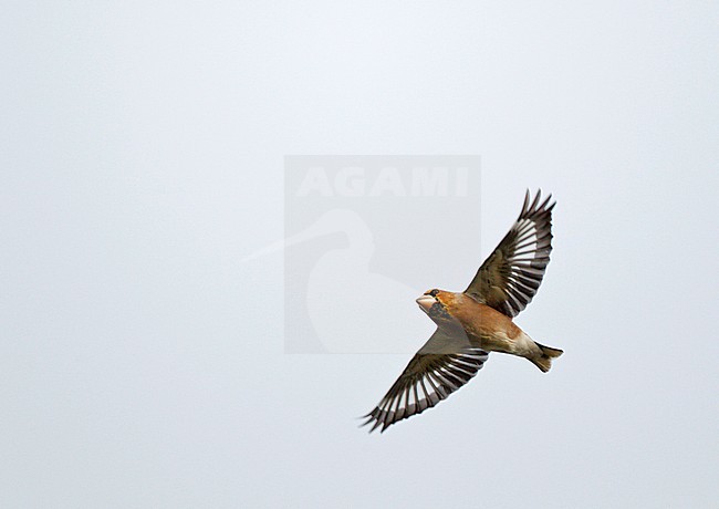 Hawfinch (Coccothraustes coccothraustes) migrating over the Netherlands. stock-image by Agami/Ran Schols,