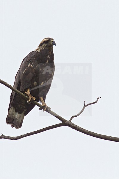 Solitary Eagle (Buteogallus solitarius) in Colombia. stock-image by Agami/Dubi Shapiro,