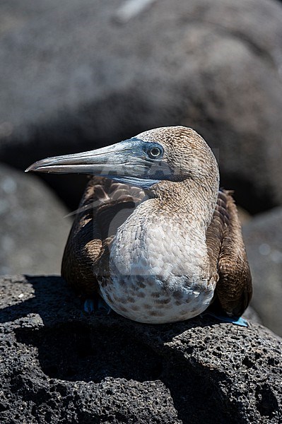 A blue-footed booby, Sula nebouxii. North Seymour island, Galapagos, Ecuador stock-image by Agami/Sergio Pitamitz,