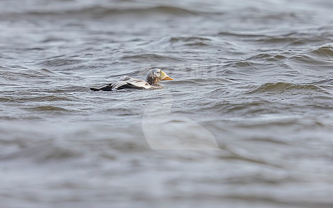 3rd year drake moulting  Spectacled Eider (Somateria fischeri) swimming in Texel, the Netherlands. stock-image by Agami/Vincent Legrand,