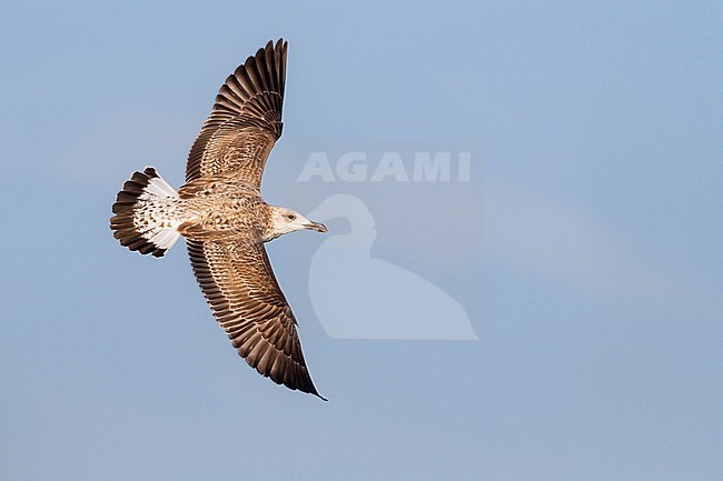 Yellow-legged Gull - MIttelmeermöwe - Larus michahellis ssp. michahellis, Germany, 1st W stock-image by Agami/Ralph Martin,