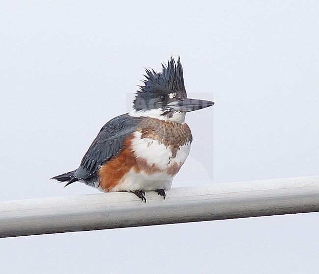 First-winter female Belted Kingfisher in Vancouver, Canada, during winter. stock-image by Agami/Steve Gantlett,