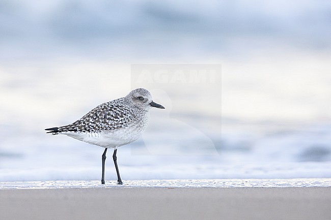 Grey Plover (Pluvialis squatarola), side view of an adult standing on the shore, Campania, Italy stock-image by Agami/Saverio Gatto,