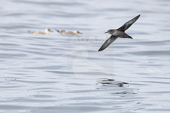  stock-image by Agami/Menno van Duijn,