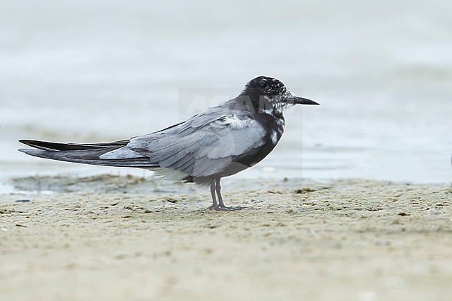 Adult American Black Tern (Chlidonias niger surinamensis) in transition to breeding plumage on beach at Galveston County, Texas, USA, in April 2016. stock-image by Agami/Brian E Small,