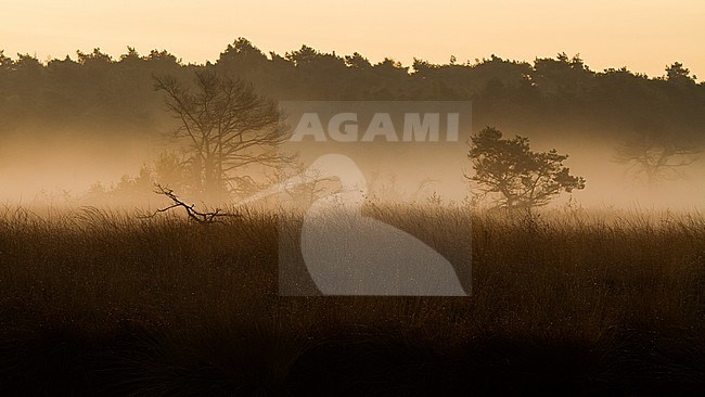 Nature reserves Kalmthout Heath stock-image by Agami/Menno van Duijn,