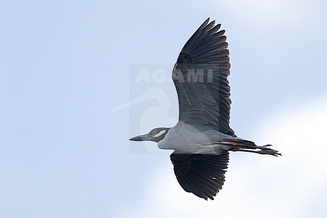 Yellow-crowned Night Heron, Nyctanassa violacea, in flight at Florida, USA stock-image by Agami/Helge Sorensen,