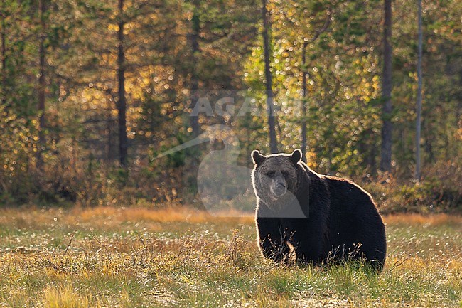 Brown bear (Ursus arctos) standing in field in backlight stock-image by Agami/Caroline Piek,