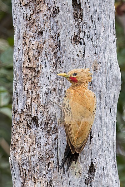 Cream-colored Woodpecker (Celeus flavus) perched on a branch in the Pantanal of Brazil. stock-image by Agami/Glenn Bartley,
