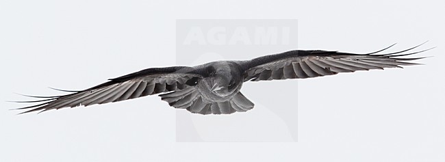 Raaf in vlucht, Common Raven in flight stock-image by Agami/Markus Varesvuo,