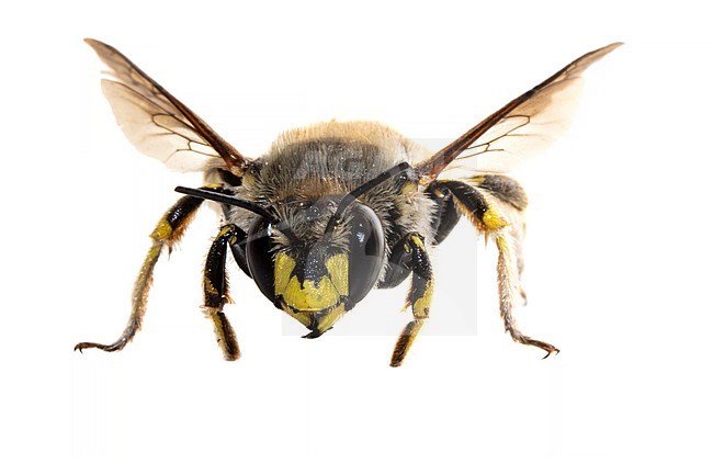 European wool carder bee, Grote wolbi, Anthidium manicatum stock-image by Agami/Wil Leurs,