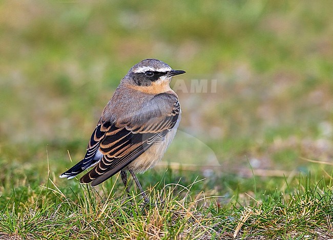 Moulting male Greenland Wheatear sitting on grass in Zeebrugge, Belgium. September 04, 2010. stock-image by Agami/Vincent Legrand,