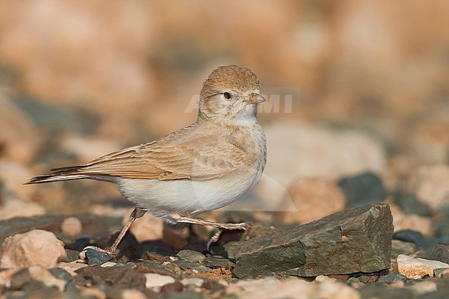 Bar-tailed Desert Lark (Ammomanes cincturus); Morocco, adult stock-image by Agami/Ralph Martin,