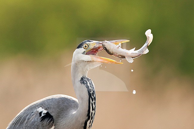 Blauwe Reiger vangt vis; Grey Heron catching fish stock-image by Agami/Marc Guyt,