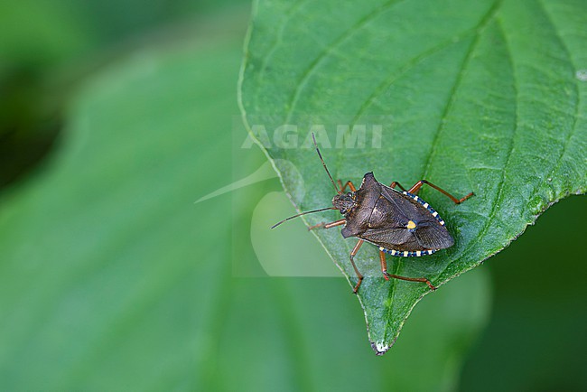 imago of red-legged shieldbug or forest bug (Pentatoma rufipes) stock-image by Agami/Mathias Putze,