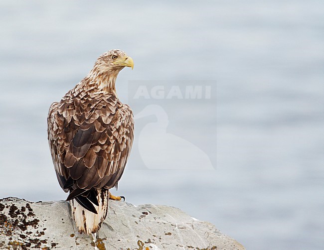 Zeearend onvolwassen zittend op rots; White-tailed Eagle immature perched on rock stock-image by Agami/Markus Varesvuo,