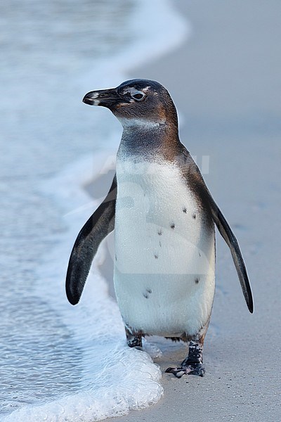 African Penguin (Spheniscus demersus), front view of an immature standing on the shore, Western Cape, South Africa stock-image by Agami/Saverio Gatto,