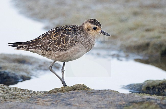Pacific Golden Plover (Pluvialis fulva) wintering on Hawaii islands in the Pacific Ocean. stock-image by Agami/Brian Sullivan,