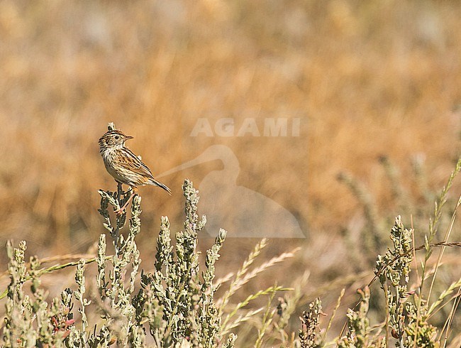 Cloud Cisticola (Cisticola textrix) in South Africa. stock-image by Agami/Pete Morris,