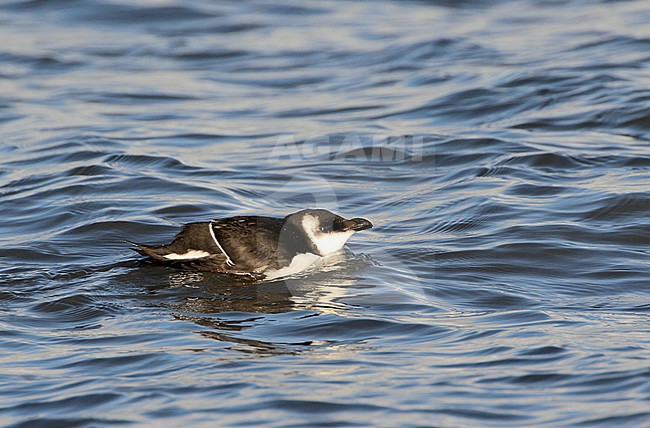 Eerste winter Alk, First winter Razorbill stock-image by Agami/Karel Mauer,