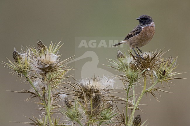 European Stonechat male winterplumage perched; Roodborsttapuit man winterkleed zittend stock-image by Agami/Daniele Occhiato,