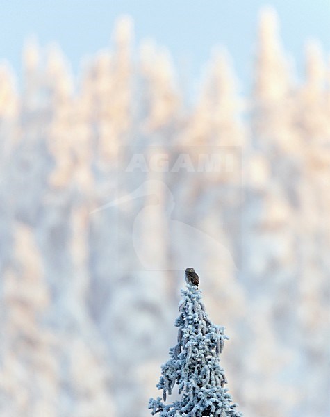 Dwerguil in boomtop; Eurasian Pygmy Owl in treetop stock-image by Agami/Markus Varesvuo,