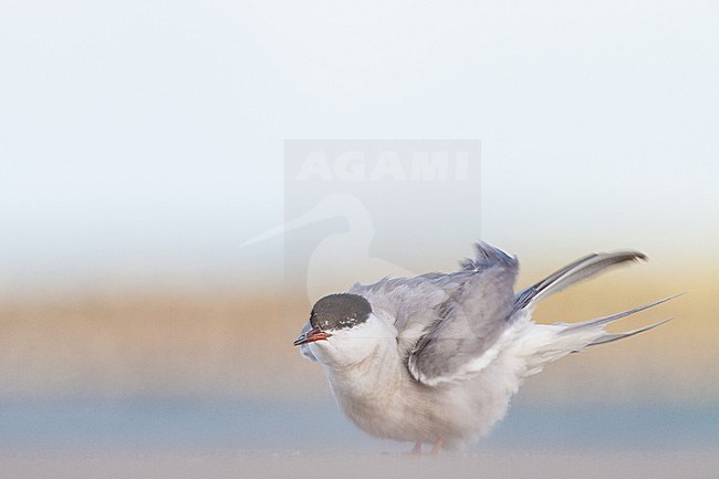 Visdief, Common Tern, Sterna hirundo stock-image by Agami/Menno van Duijn,