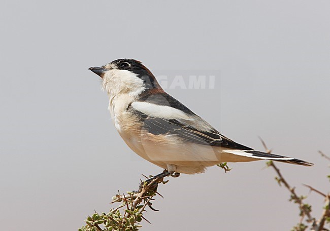 Volwassen Roodkopklauwier; Adult Woodchat Shrike stock-image by Agami/Markus Varesvuo,