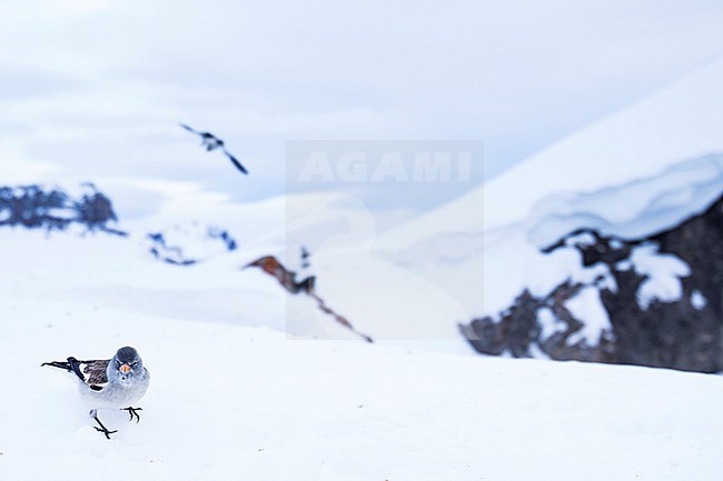 Winter plumaged White-winged Snowfinch (Montifringilla nivalis nivalis) in high Alps in Switzerland. stock-image by Agami/Ralph Martin,
