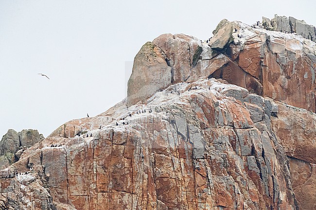 Clifftop with Bounty Shag (Leucocarbo ranfurlyi) colony on the Bounty Islands, subantarctic New Zealand. stock-image by Agami/Marc Guyt,