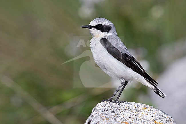 Northern Wheatear (Oenanthe oenanthe), side view of an adult male standing on a rock, Abruzzo, Italy stock-image by Agami/Saverio Gatto,